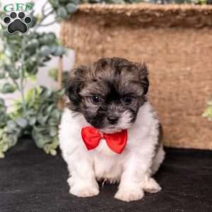 Mickey, Teddy Bear Puppy
